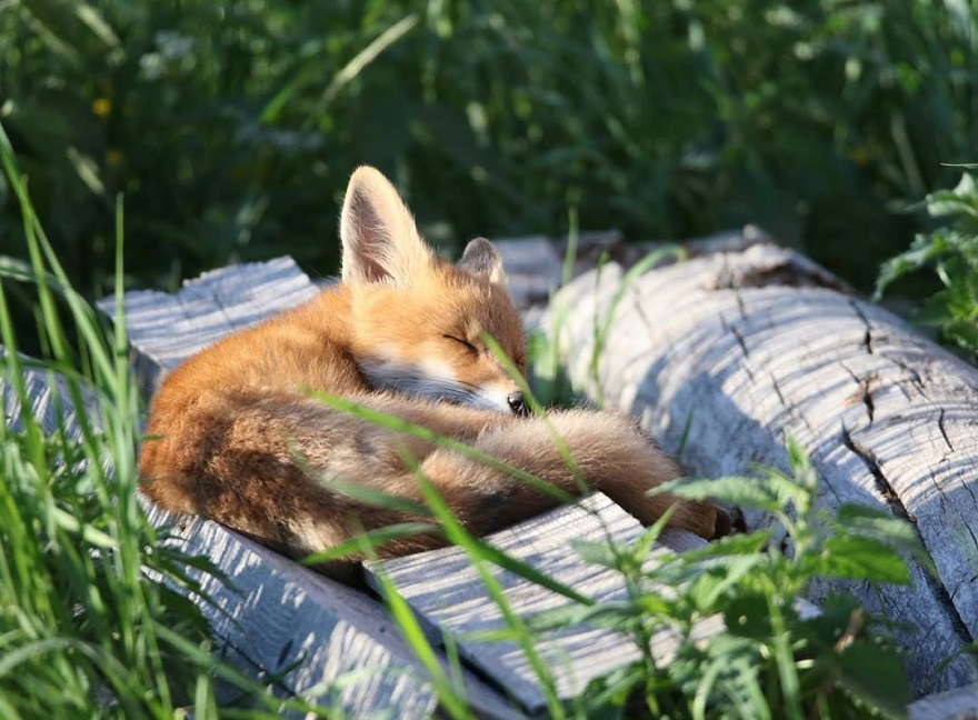 Рыжая лиса во сне. Сонный Лисенок. Лисята на солнышке. Лисичка на солнышке.