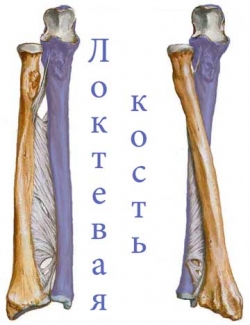 Локтевая кость