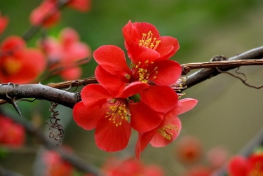 Garnet Flower