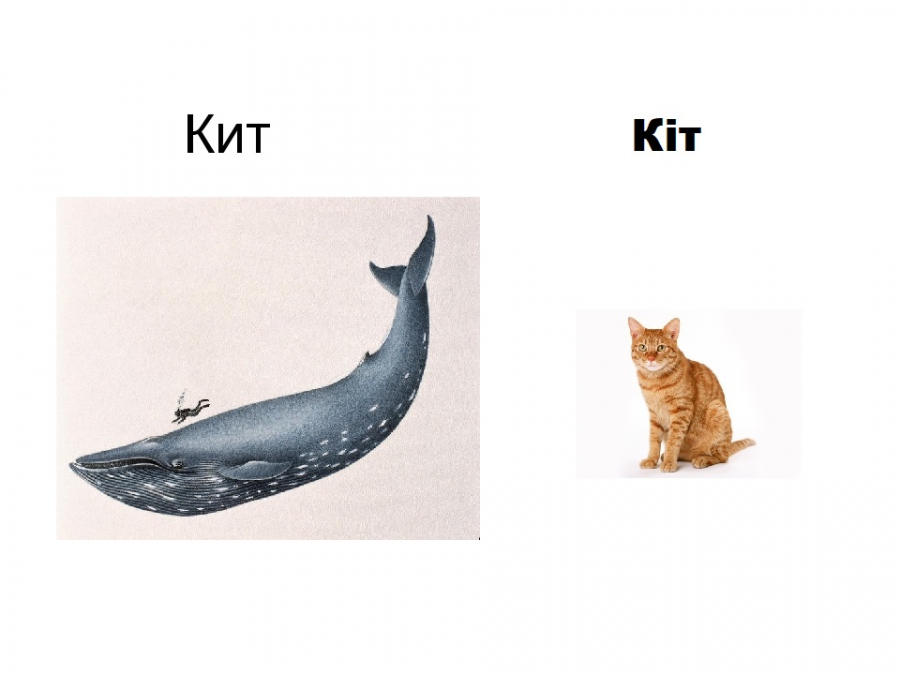 Звуки в слове кит. Кит и кот. Кит и кот рисунок. Кот это кит а кит это кот. Кит кот Мем.